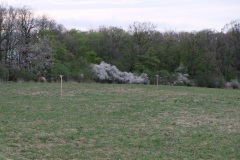 Berličky