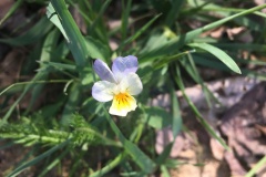 Pole "U dubu" - Květnatá louka