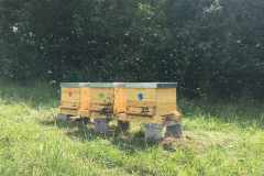 Včely na poli U dubu