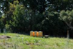 Včelky na poli U dubu