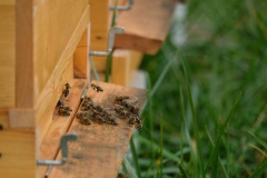 Včelky na poli U dubu