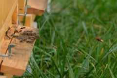 Včelky na poli U dubu