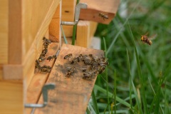 Včelky na poli U dubu