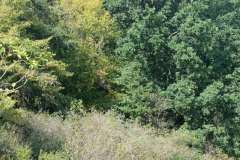 Včelky na poli U dubu