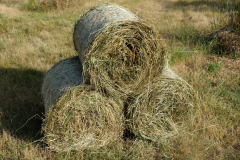 DSCF9215