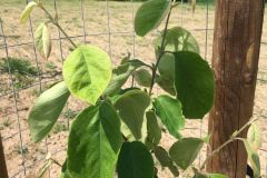 Pole U dubu - Agrolesnictví