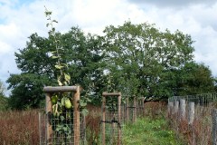 Pole U dubu - Agrolesnictví