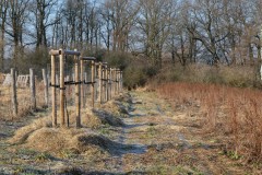 Pole U dubu - Agrolesnictví