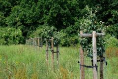 Pole U dubu - Agrolesnictví