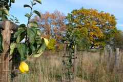 Pole U dubu - Agrolesnictví