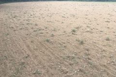 Pole "U dubu" - Květnatá louka