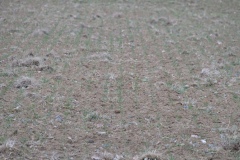 Pole "U dubu" - Květnatá louka