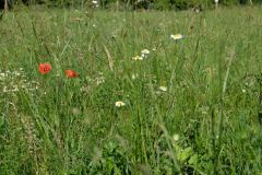 Pole "U dubu" - Květnatá louka