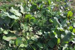 Pole U dubu - Květnatá louka