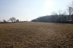 Pole U dubu - Květnatá louka