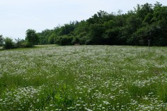 Pole U dubu - Květnatá louka