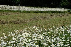 Pole U dubu - Květnatá louka