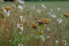 Pole U dubu - Květnatá louka