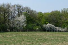 Pole "U dubu" - Včelnice