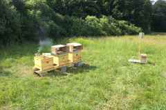 Pole "U dubu" - Včelnice