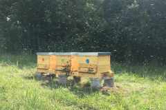 Pole "U dubu" - Včelnice