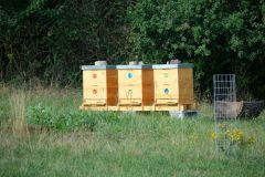 Pole "U dubu" - Včelnice