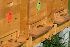 Pole "U dubu" - Včelnice