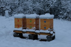 Pole U dubu - Včelnice