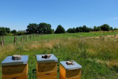 Pole U dubu - Včelnice