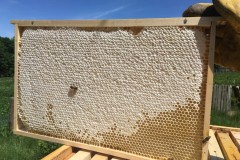 Pole U dubu - Včelnice