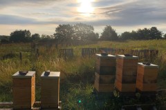 Pole U dubu - Včelnice