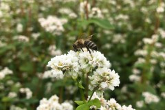 Pole U dubu - Včelnice