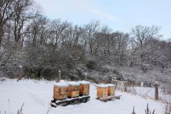 Pole U dubu - Včelnice