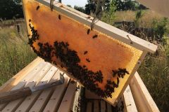 Pole U dubu - Včelnice