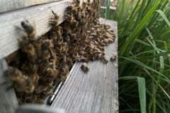 Pole U dubu - Včelnice